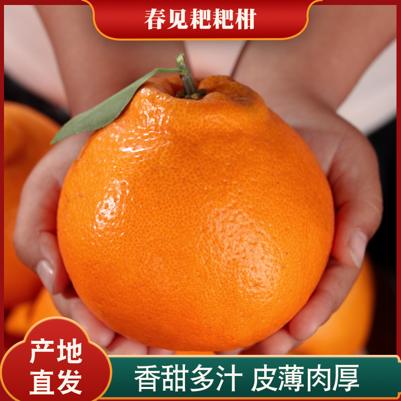 四川正宗春见耙耙柑3/5/8斤新鲜水果现摘甜润多汁粑粑柑橘八怪桔