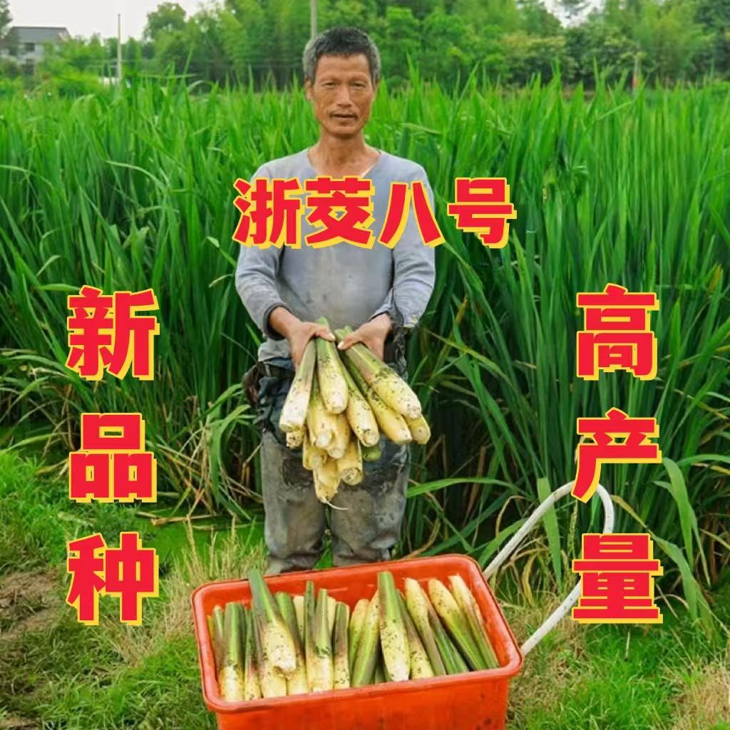 高产茭白苗水生植物现挖早熟双季茭白苗茭笋苗茭瓜老根苗老蹲苗