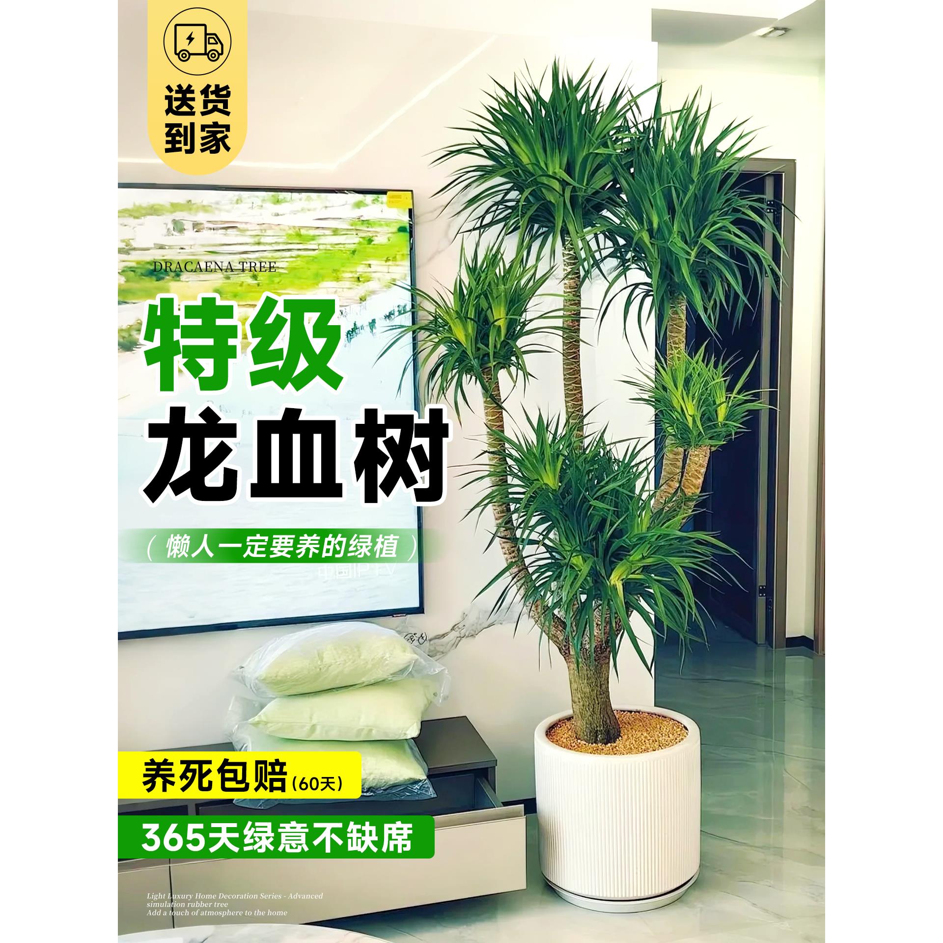龙血树客厅大花盆栽大型绿植旺宅树办公室内好养乔迁新居开业送礼