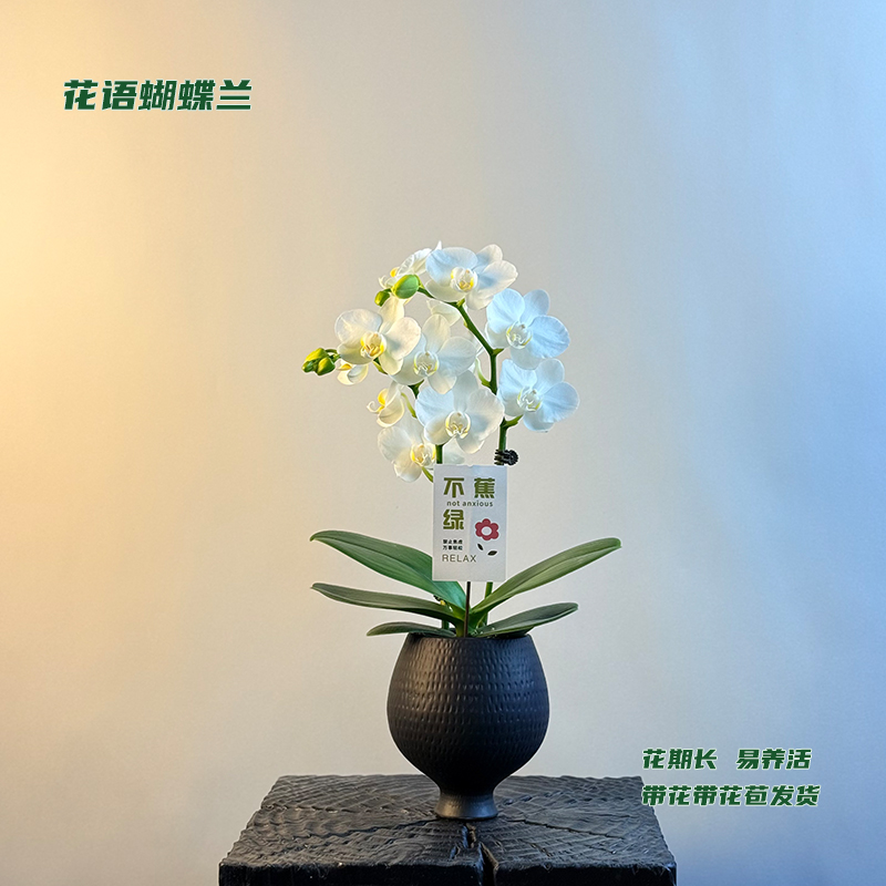 蝴蝶兰【阿玛】 带花带花苞发货 室内客厅盆栽花卉 好养易活