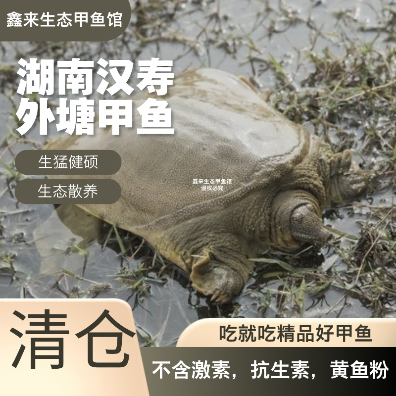 【湖南外塘甲鱼3只】生态散养外塘青黄背甲鱼共6斤鲜活到家包邮