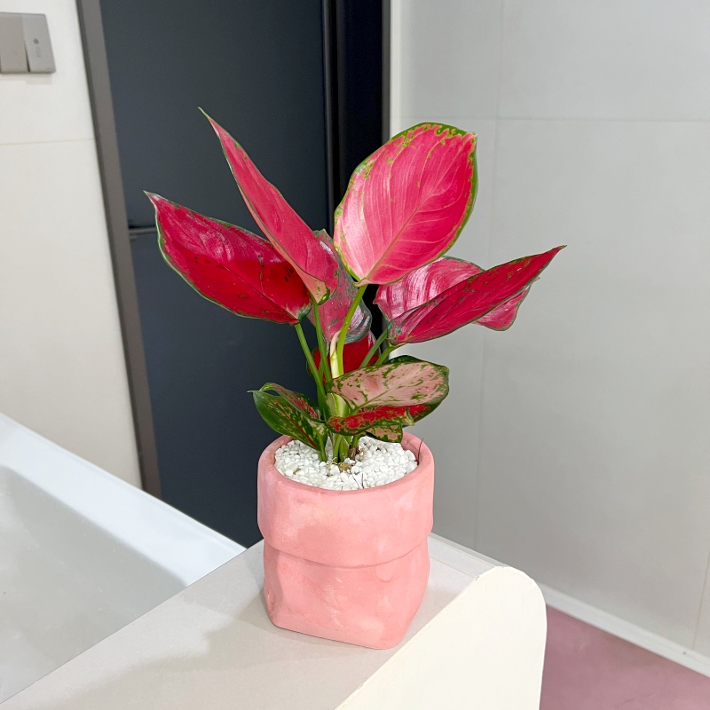 【喜半阴】富贵红盆栽办公室内桌面好养耐活绿植开业乔迁送礼好喜庆