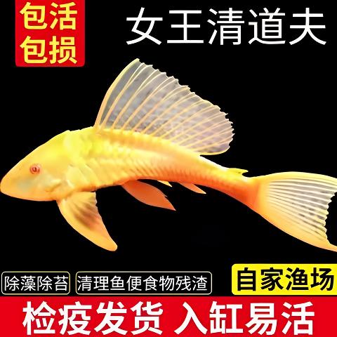 黄金红眼女王清道夫大帆女皇活体大小型垃圾异型鱼热带观赏鱼