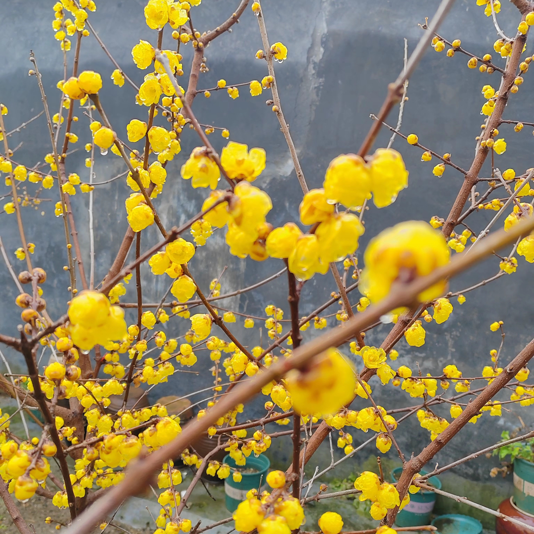 带花苞浓香型耐寒腊梅树苗盆栽室内阳台庭院花卉植物好养易活