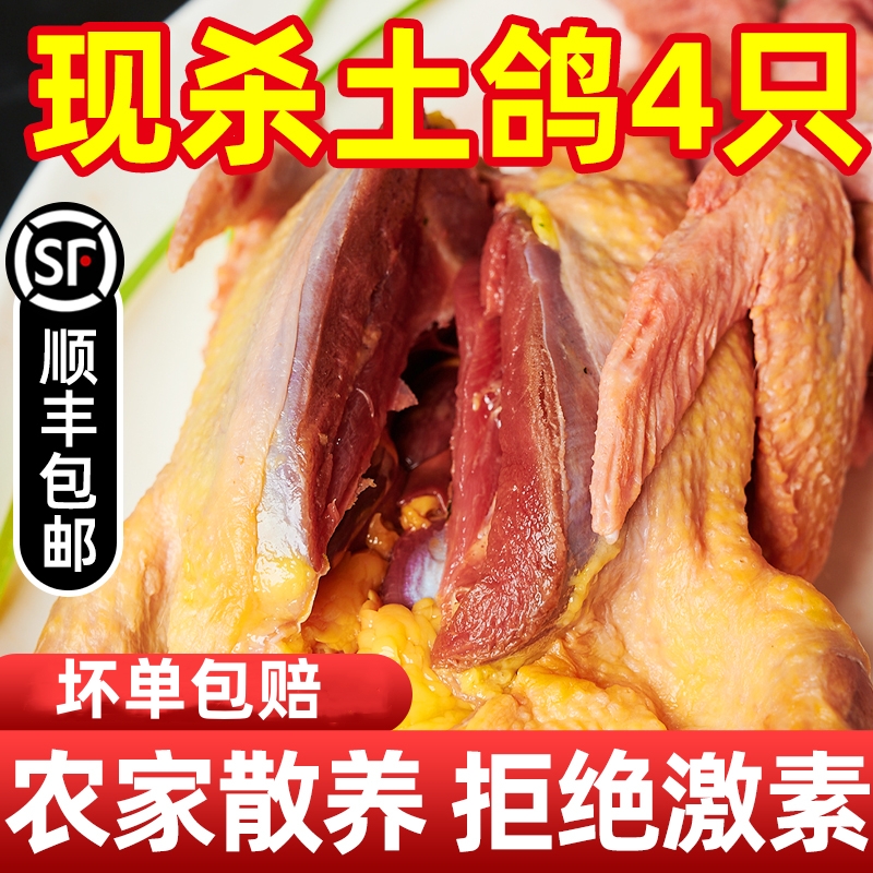 现杀乳鸽鲜鸽鸽子肉元宝鸽煲汤肉鸽乳鸽现现鸽子现杀新鲜顺丰包邮