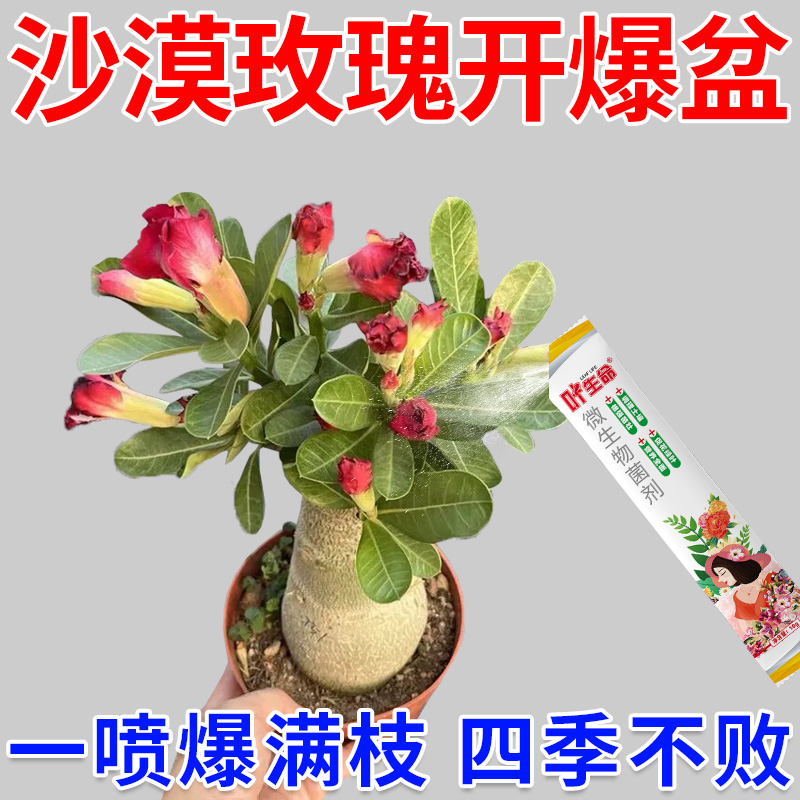 沙漠玫瑰专用黄叶掉叶枯枝不开花专用绿叶壮苗促开花微生物菌肥