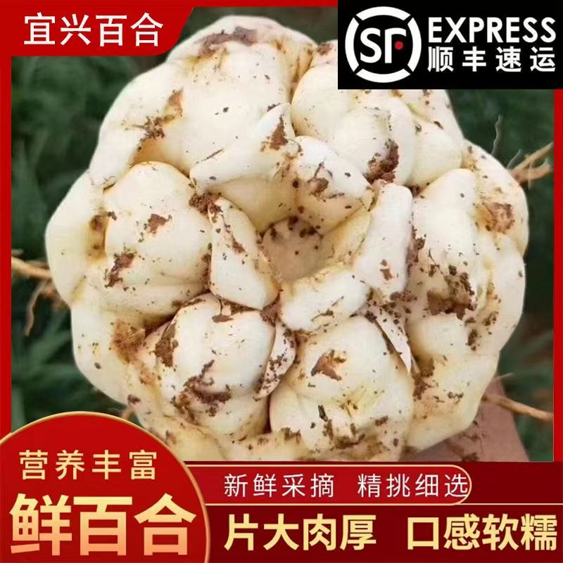 (中果百合 顺丰包邮)2025宜兴新鲜食用百合纯天然药食同源微苦