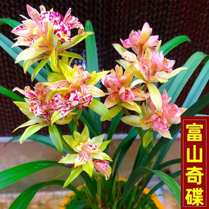 富山奇蝶带花苞 建兰老品种 三大奇花之首 花期长 浓香型好养活