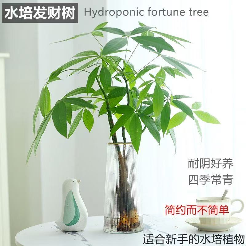 水培植物发财树小盆栽室内客厅好养四季招财树办公室桌面绿植花卉
