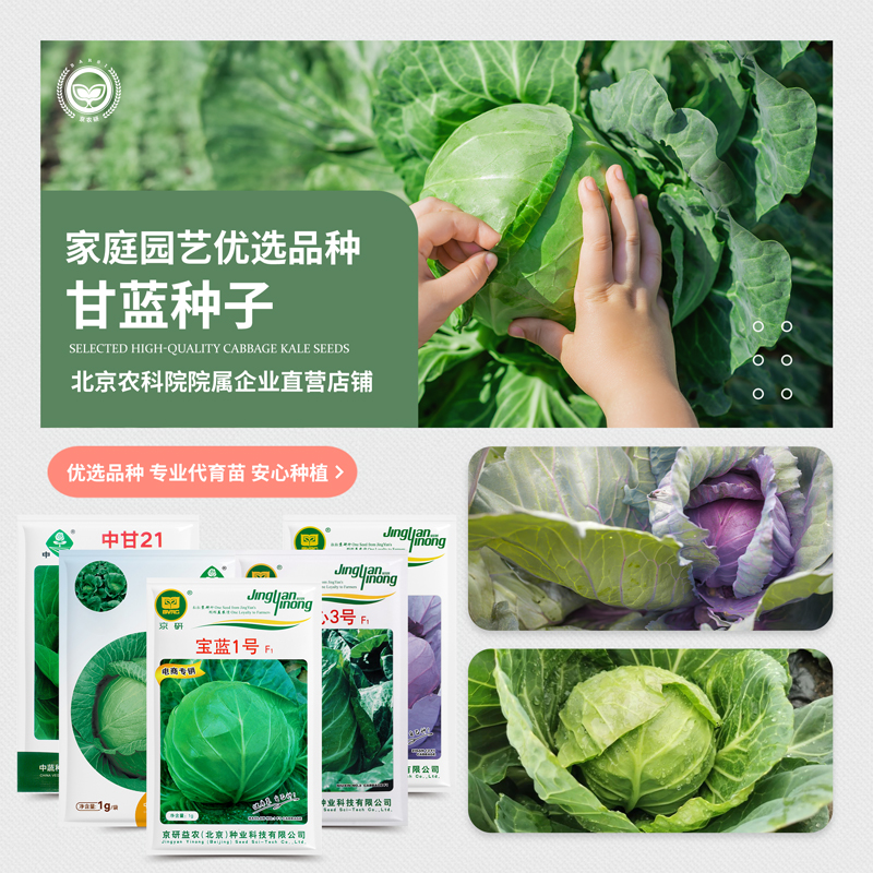 农科院甘蓝种子包菜卷心菜圆白菜孢子羽衣甘蓝耐热耐寒春秋蔬菜籽