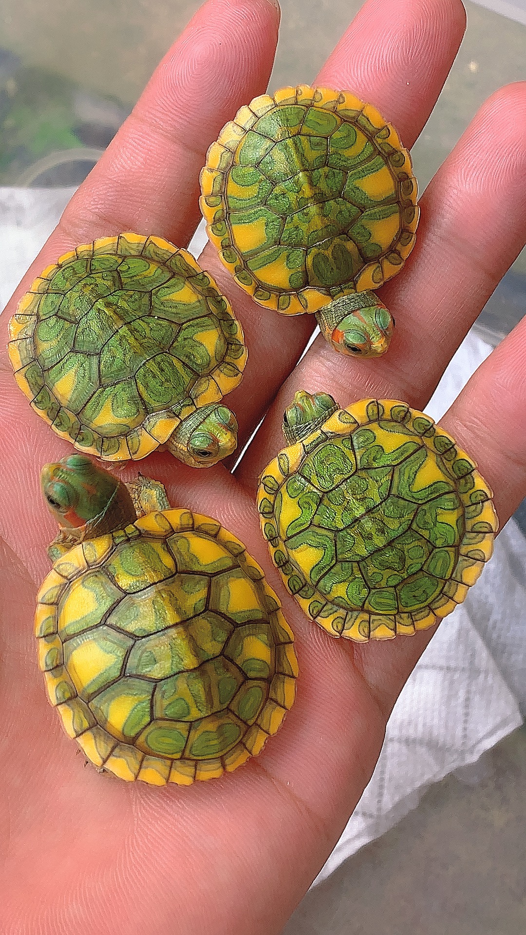 直播专用链接 请勿乱拍 错拍 乱拍直接发变异巴西多基因直显龟