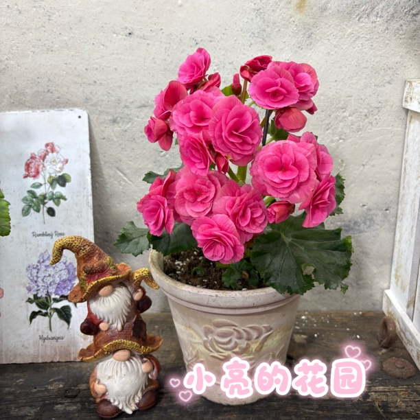 【粉色风暴】重瓣海棠多年生室内花卉  不包养护