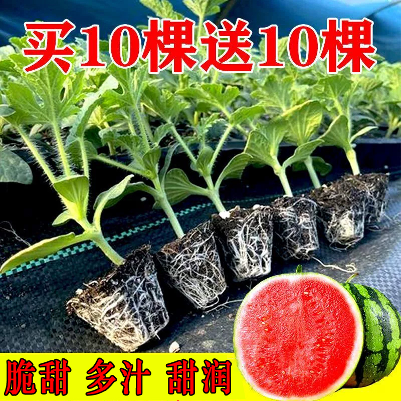 【买10棵送10棵】麒麟西瓜苗秧苗嫁接无籽美都瓜苗盆栽地栽南方阳台