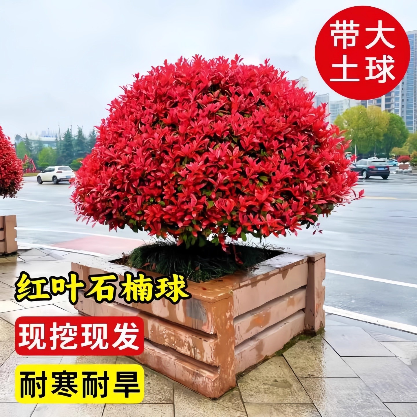 红叶石楠苗篱笆苗继木庭院风景树耐寒小苗户外绿植庭院庭院花卉