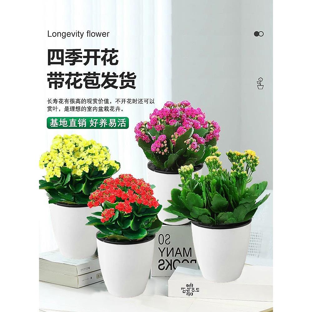 长寿花盆栽重瓣金狐狸大花带花苞花苗四季室内开花好养的花卉植物