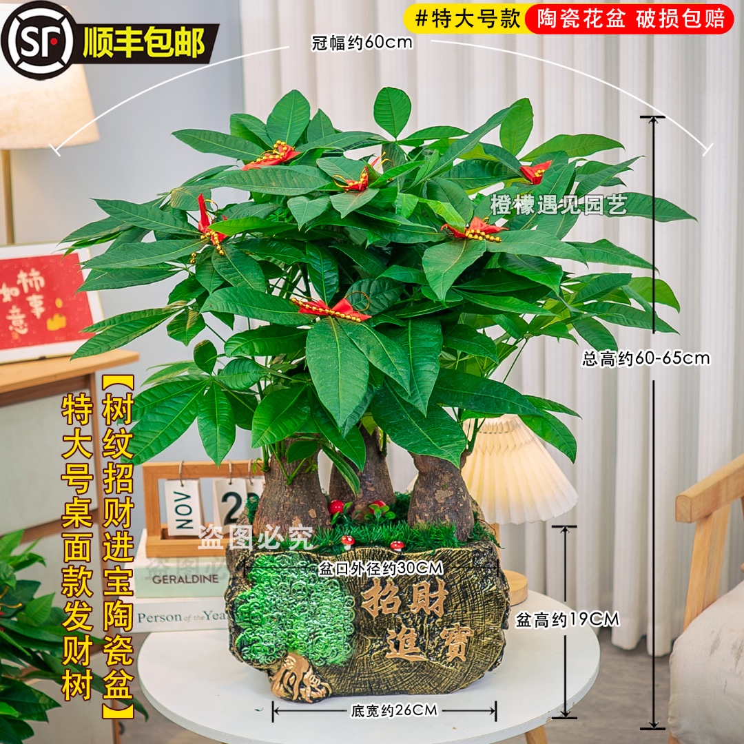 顺丰快递发财树大型盆栽室内客厅绿植四季常青净化空气办公室装饰