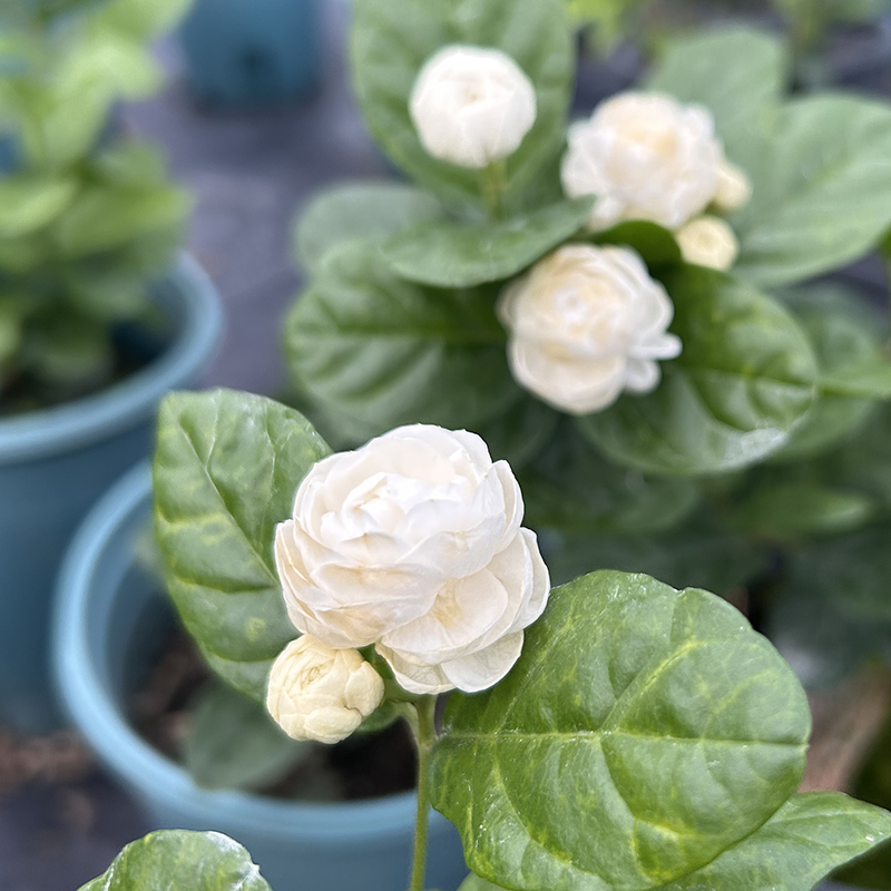 圆叶宝珠茉莉基地直发品种纯正浓香大型重瓣茉莉茉莉花盆栽
