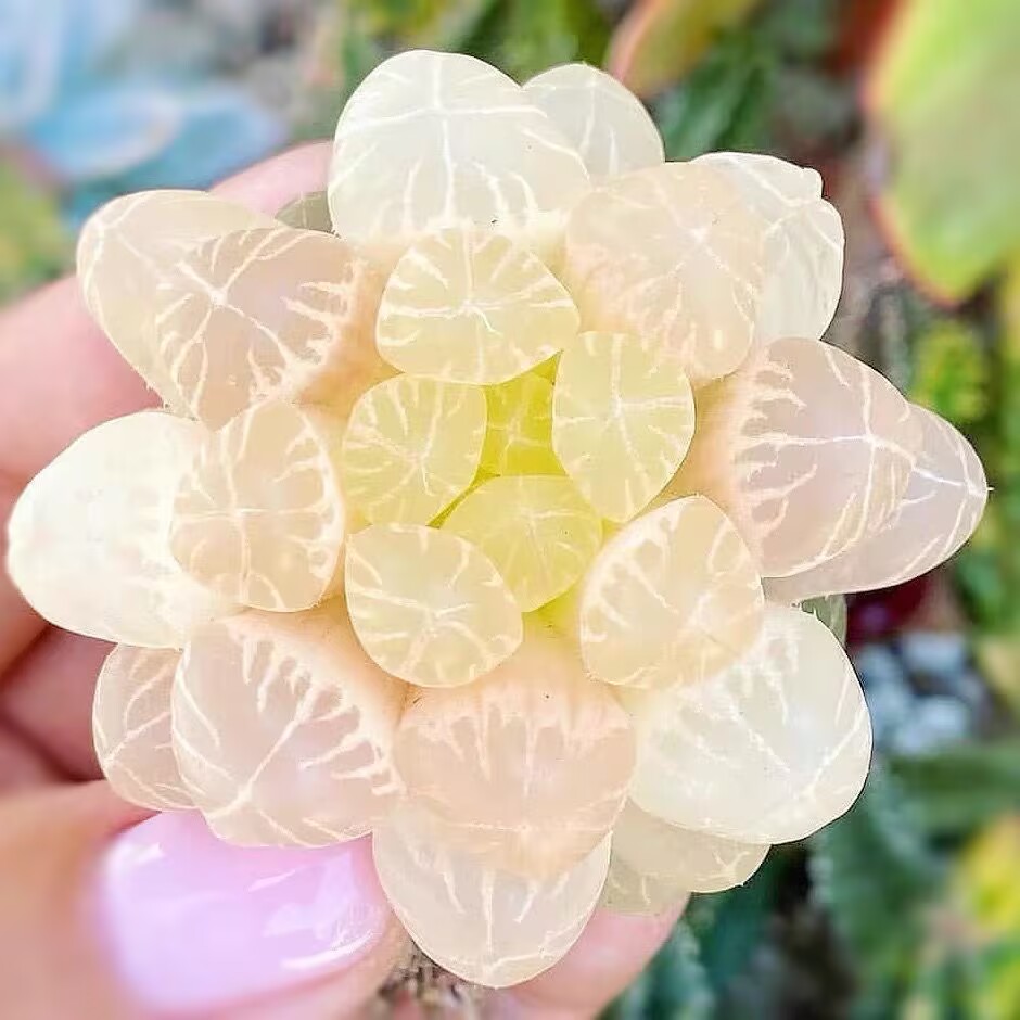 琥珀玉露多肉植物金黄色灯芯樱水晶十二卷肉肉稀有盆景室内办公桌