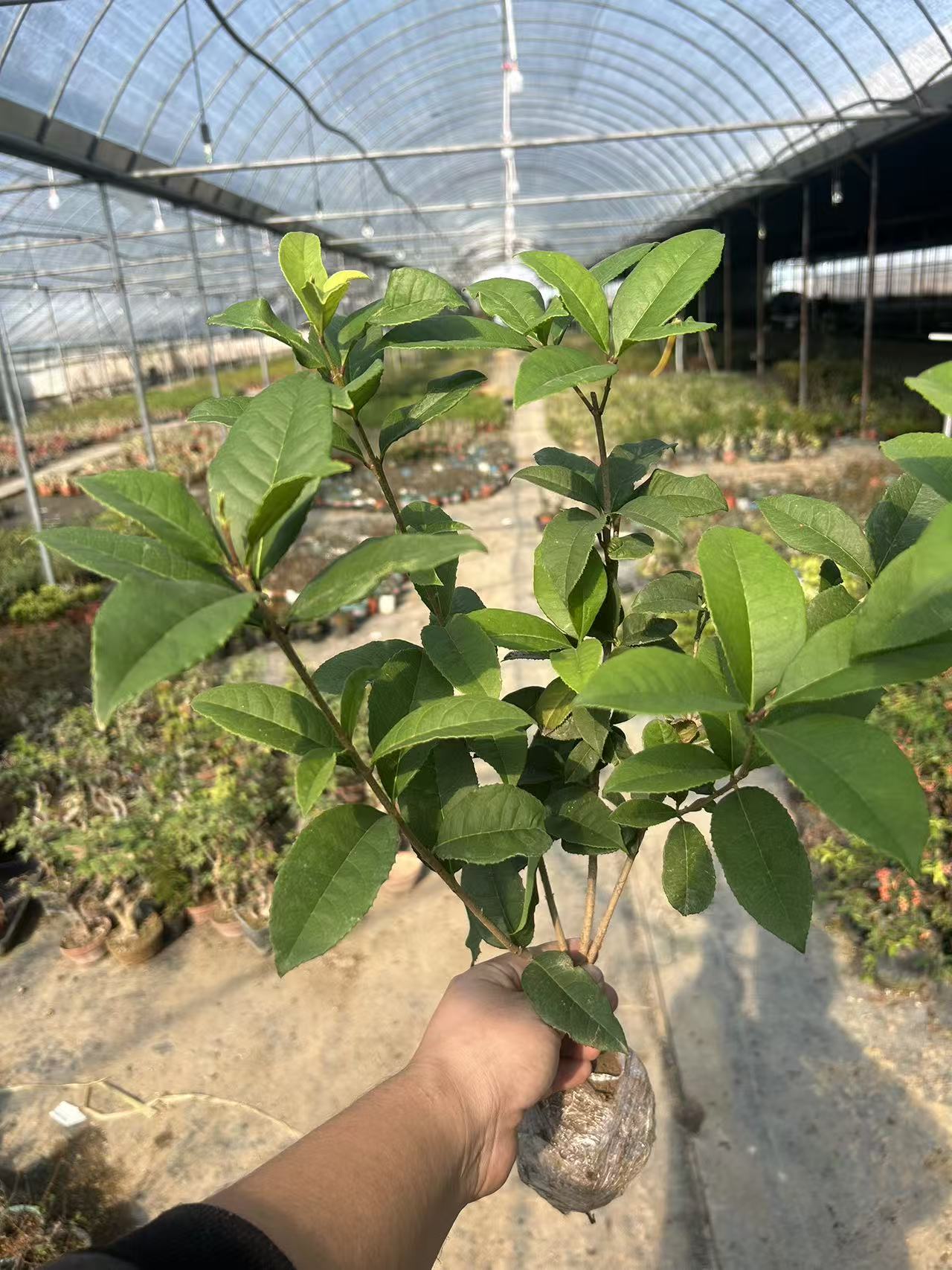 原生四季桂花小盆景浓香型花卉