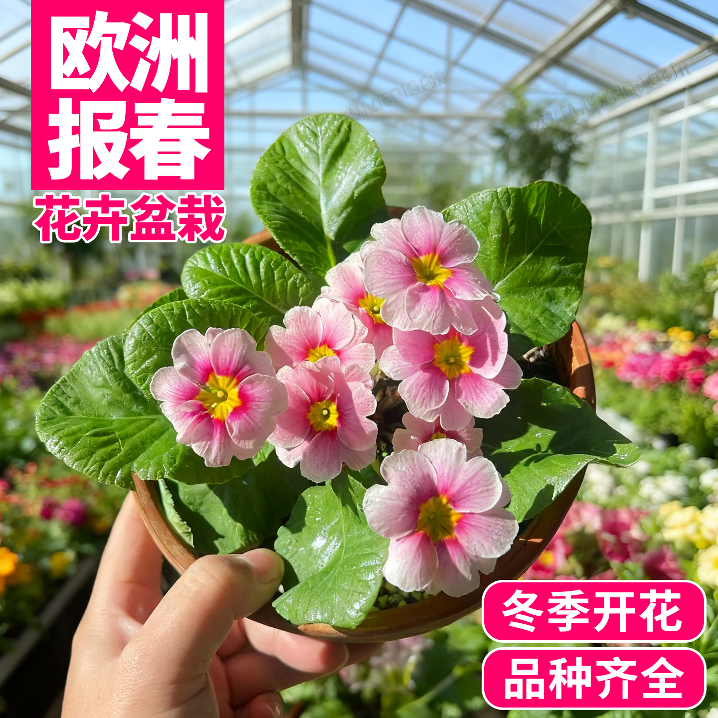 多色报春花盆栽多年生耐寒花卉玫瑰报春花适合阳台庭院盆栽观赏