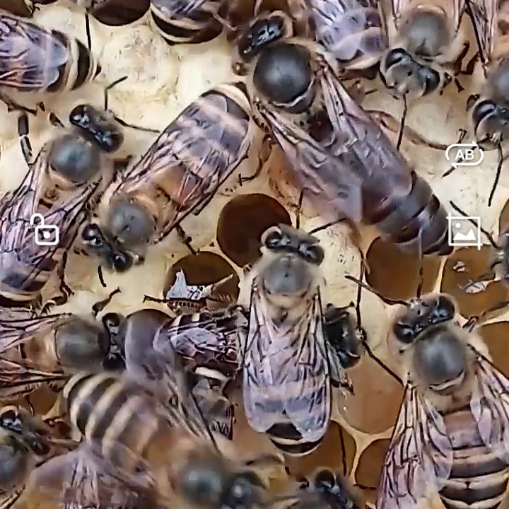 中蜂红环开产王开产王20天特价格