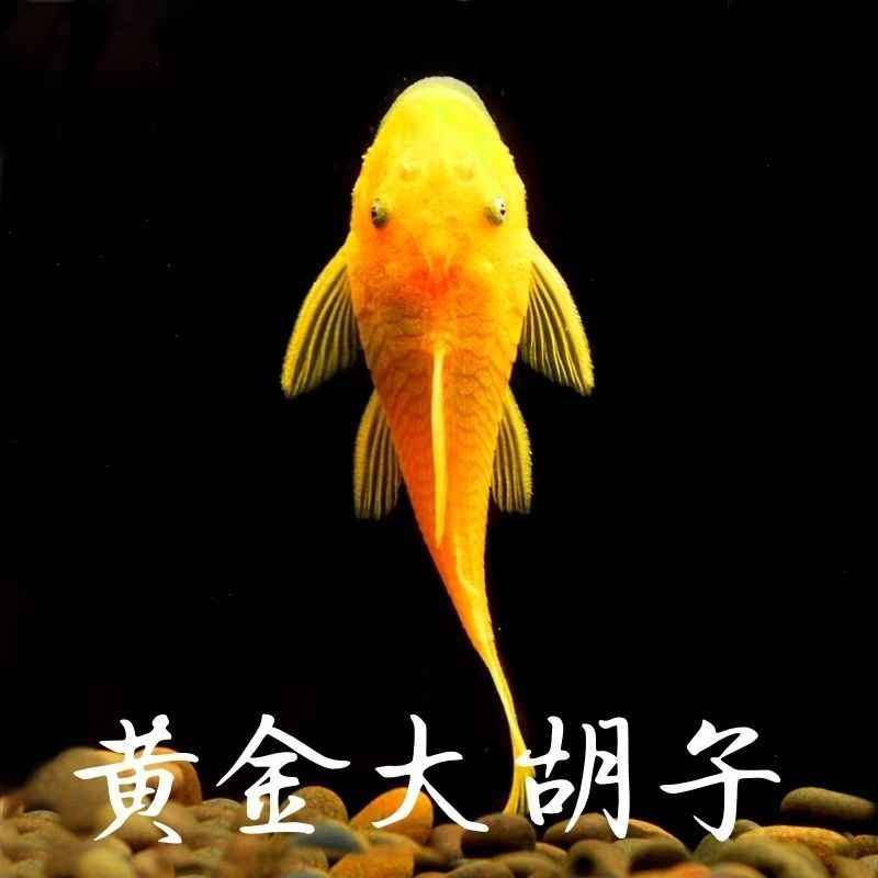 【活体】黄金大胡子异型清道夫蓝眼胡子小型除藻工具热带鱼观赏鱼