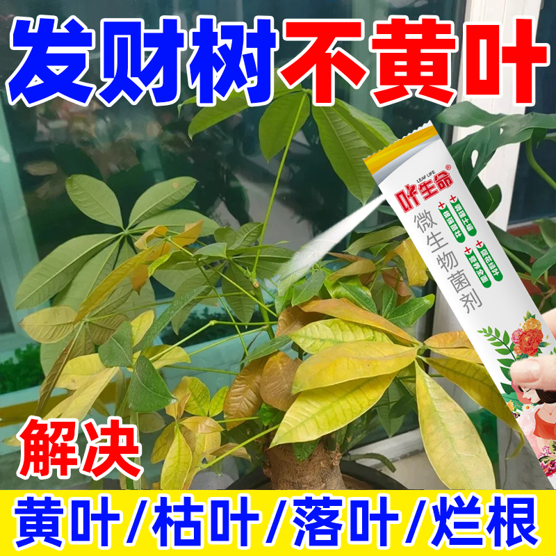 【急救】发财树营养肥料专治黄叶烂根枯萎催新芽绿叶专用肥料