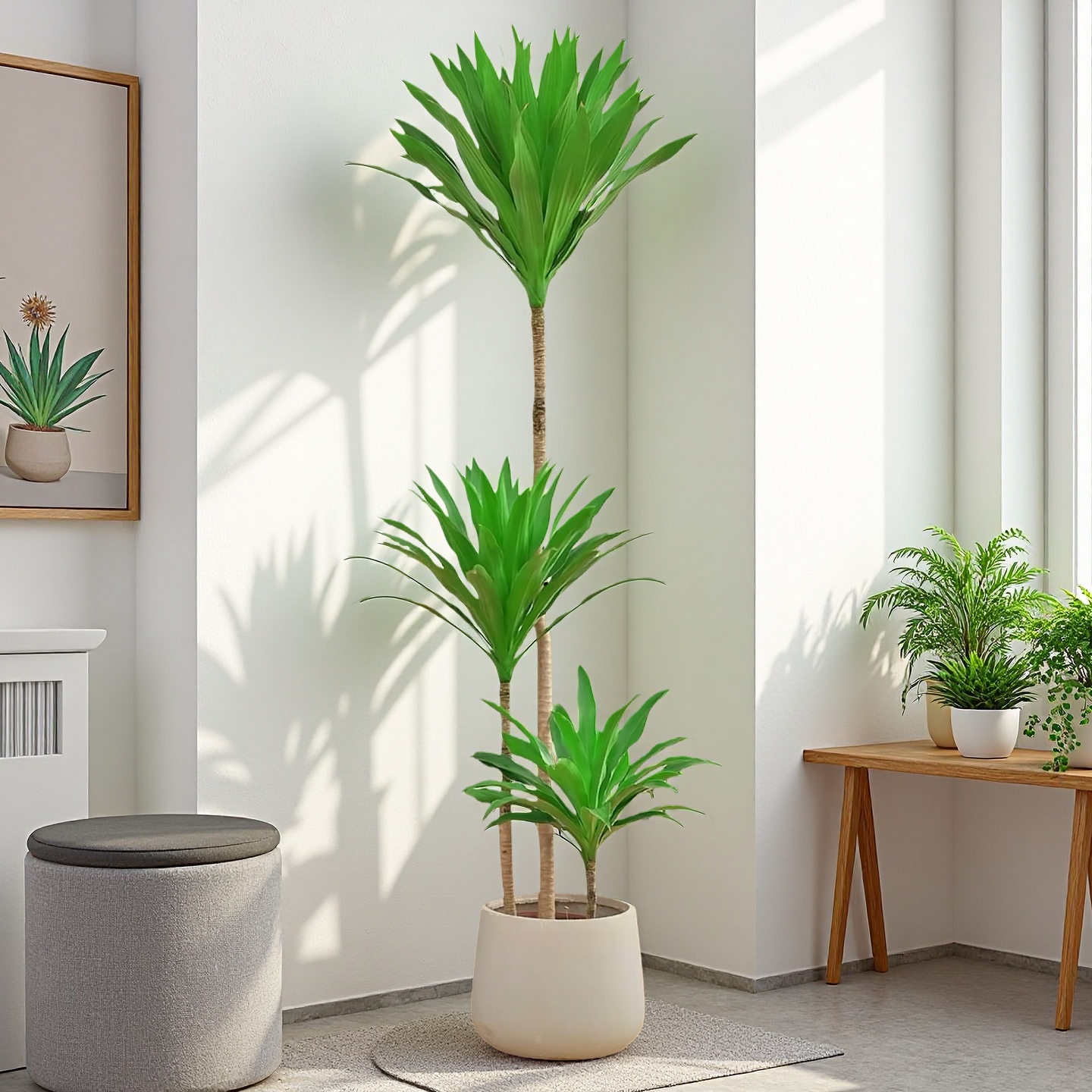 【荷花铁/美人铁-龙血树】花卉绿植盆栽物吸甲醛净化空气室内耐阴