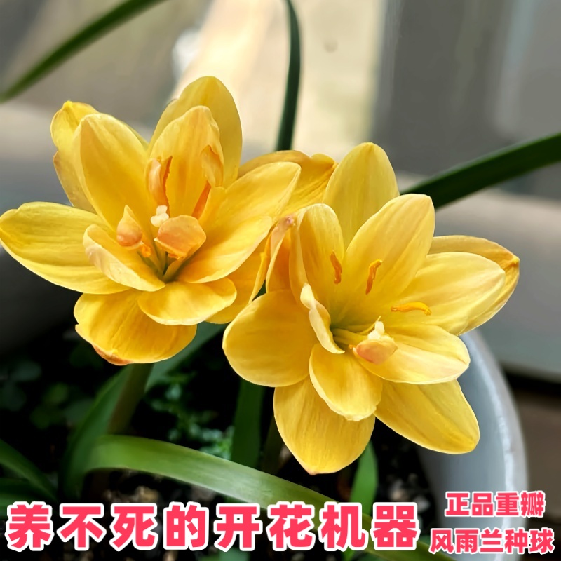 清香型四季开花重瓣风雨兰种球庭院阳台盆栽花卉植物好养易活韭兰