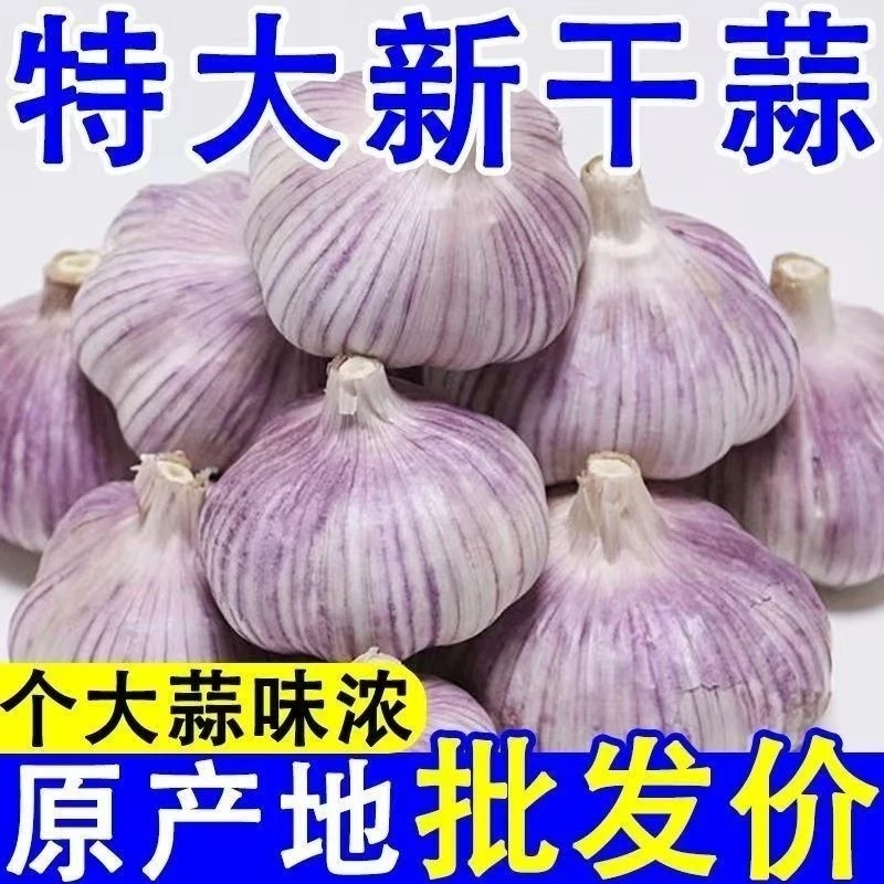 源头直发正宗金乡紫白皮大蒜头2025年新干蒜可吃可种植5斤
