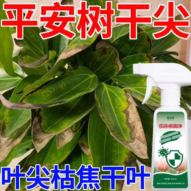 平安树干尖焦叶专用肥料叶子干叶焦尖黄斑病免稀释绿植营养液喷剂