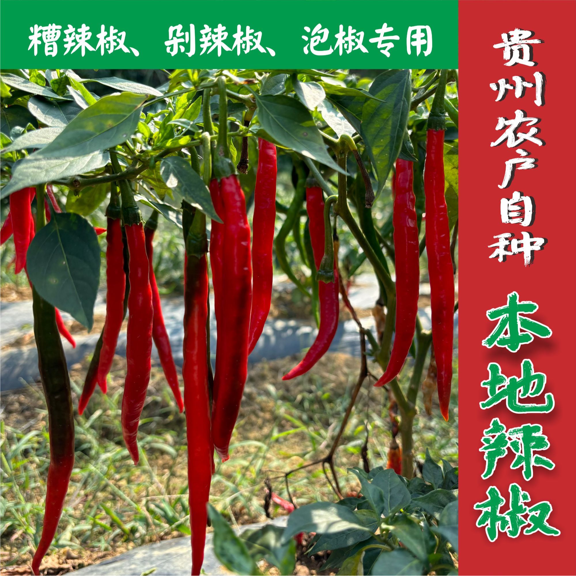 【泡沫箱精装】贵州二荆条露天新鲜紫红辣椒糟辣椒剁椒泡椒