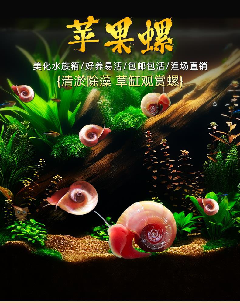 全红除藻观赏螺红螺苹果螺宠物螺观赏螺鱼缸螺除藻工具破损包赔