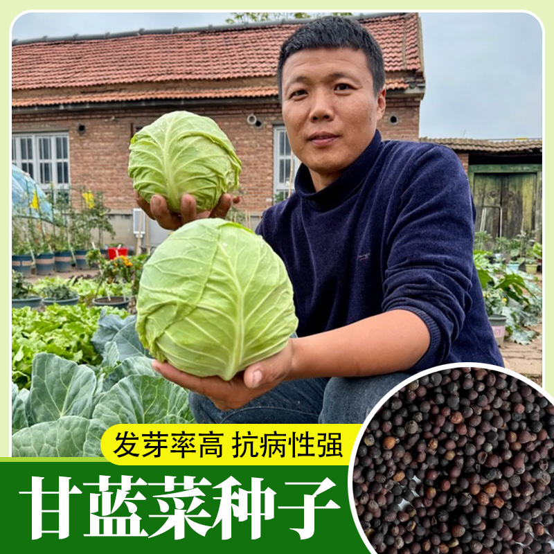 甘蓝种子高温包菜青菜籽高产早熟甘兰籽种籽秋冬季种春季蔬菜种子