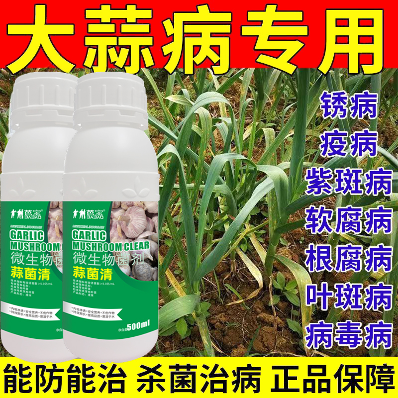 大蒜病害专用蒜菌清黄叶干尖叶枯紫斑病锈病专用一遍净微生物肥料