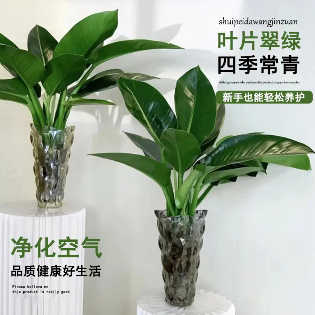买一送一金钻水养水培绿植净化空气室内桌面美观好养观叶植物盆栽