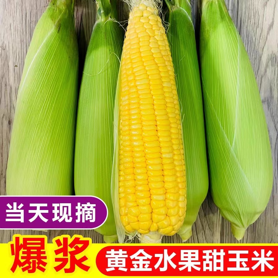 广西新鲜水果玉米现摘甜玉米棒可生吃牛奶爆浆金黄脆甜玉米