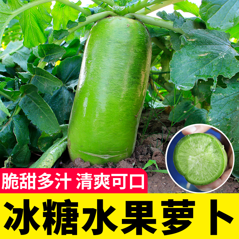 冰糖脆水果萝卜种子生吃脆甜农家蔬菜四季播种阳盆栽绿萝卜