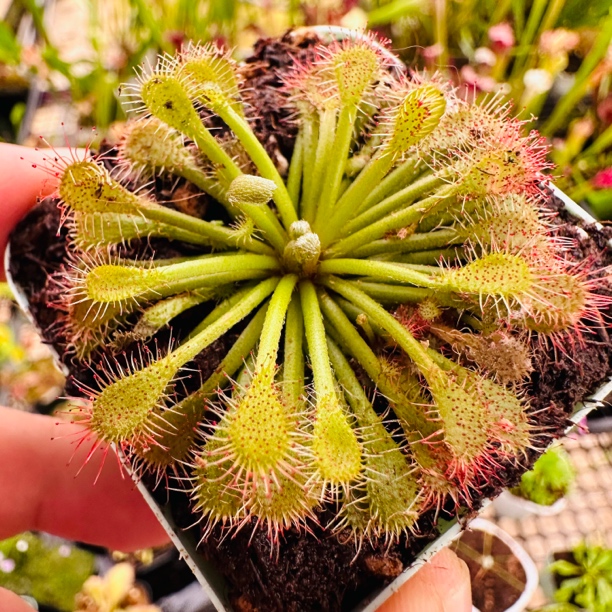 茅膏菜-食虫植物捕蝇草捉小黑飞绿植盆栽活体粘虫板