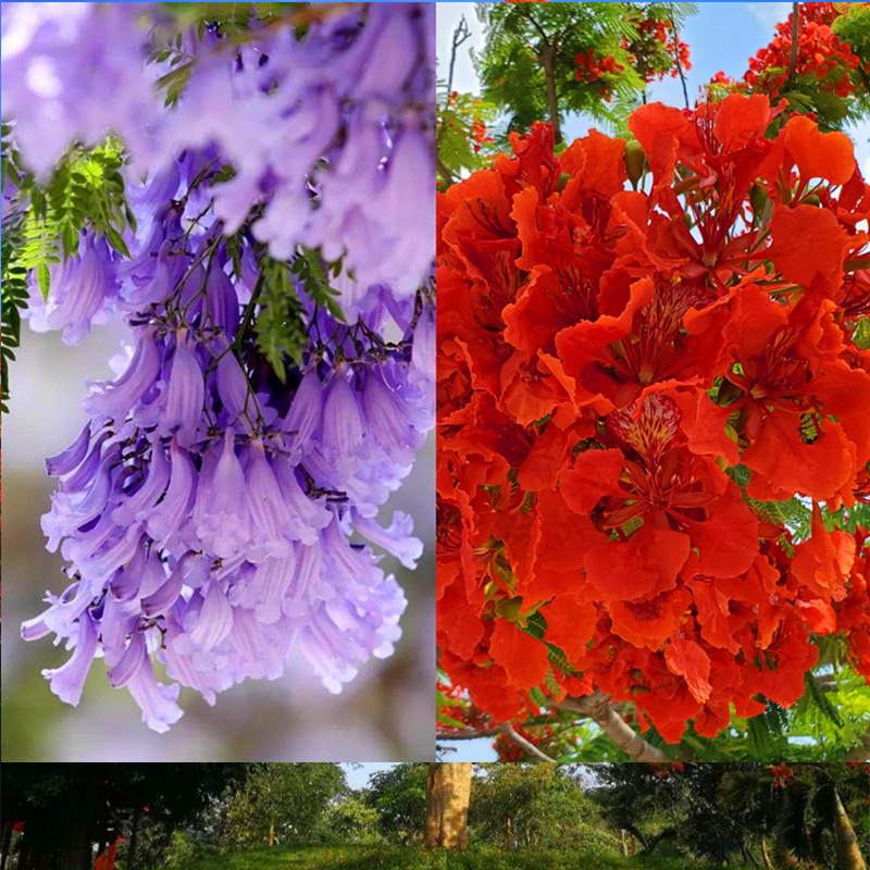 凤凰木苗红花楹蓝花楹苗客厅观花大型庭院常绿植盆栽苗带土种子杯