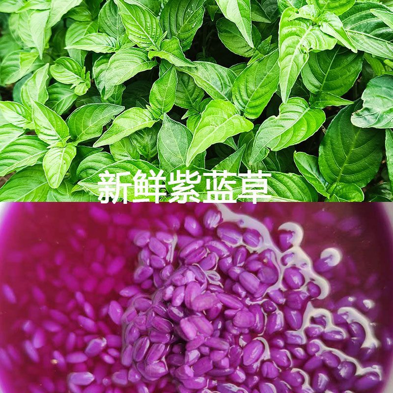 2025新鲜紫蓝草广西五色糯米饭紫色花米饭植物染料紫蓝草紫色草