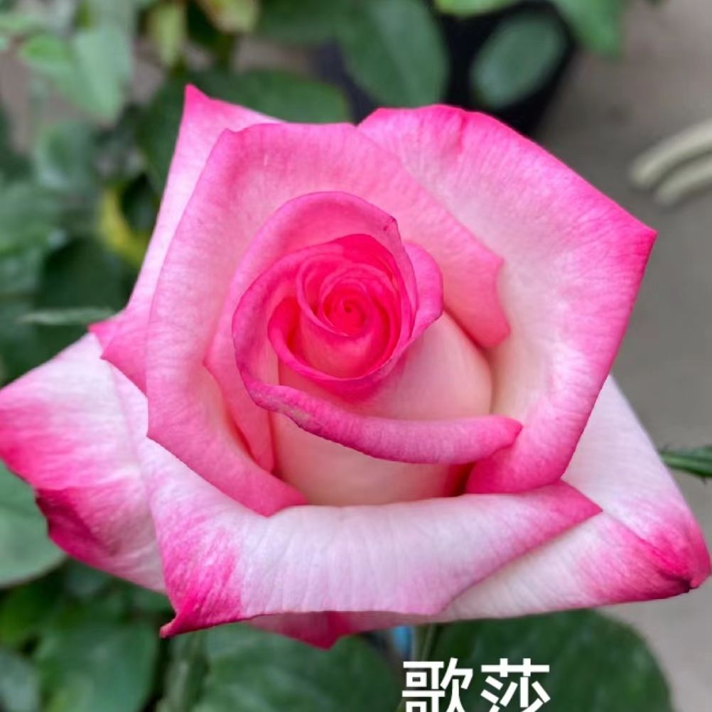 超新品歌莎玫瑰苗灌木大花切花阳光庭院阳台盆栽超长开花中苗