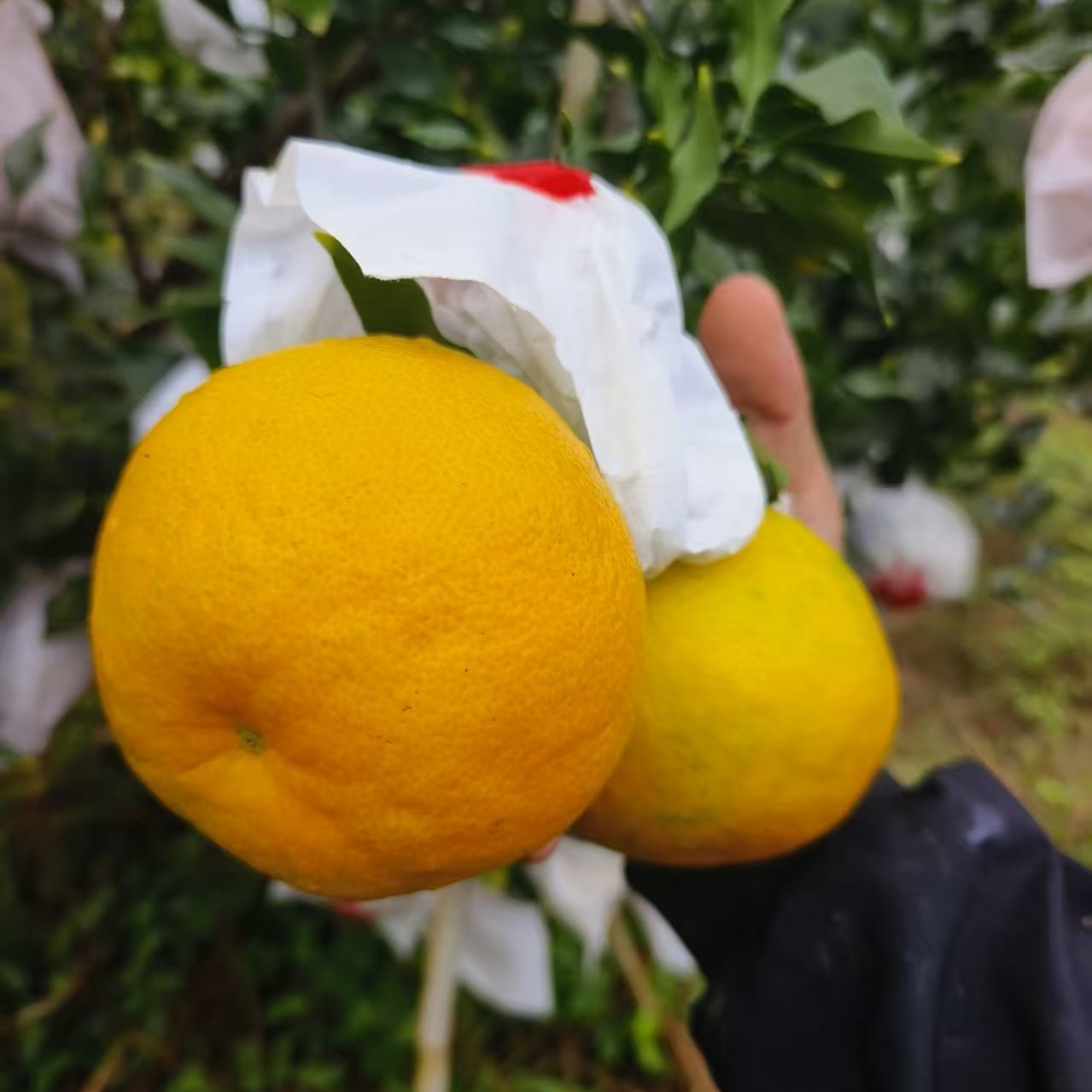 啊密达早熟耙耙柑青黄皮试吃装