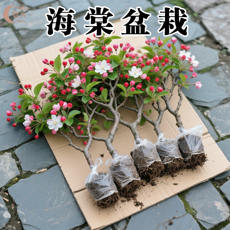 海棠花盆栽树苗重瓣长寿冠盆景老桩绿植庭院植物室内花卉四季好养