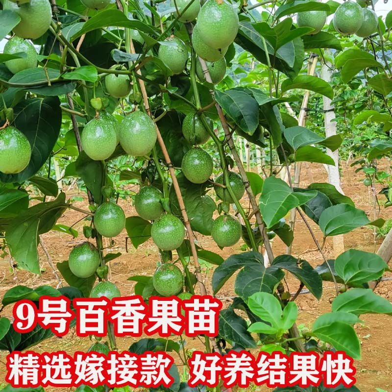 纯甜百香果苗9号黄金百香果盆栽地栽阳台四季结果带土带叶好养活