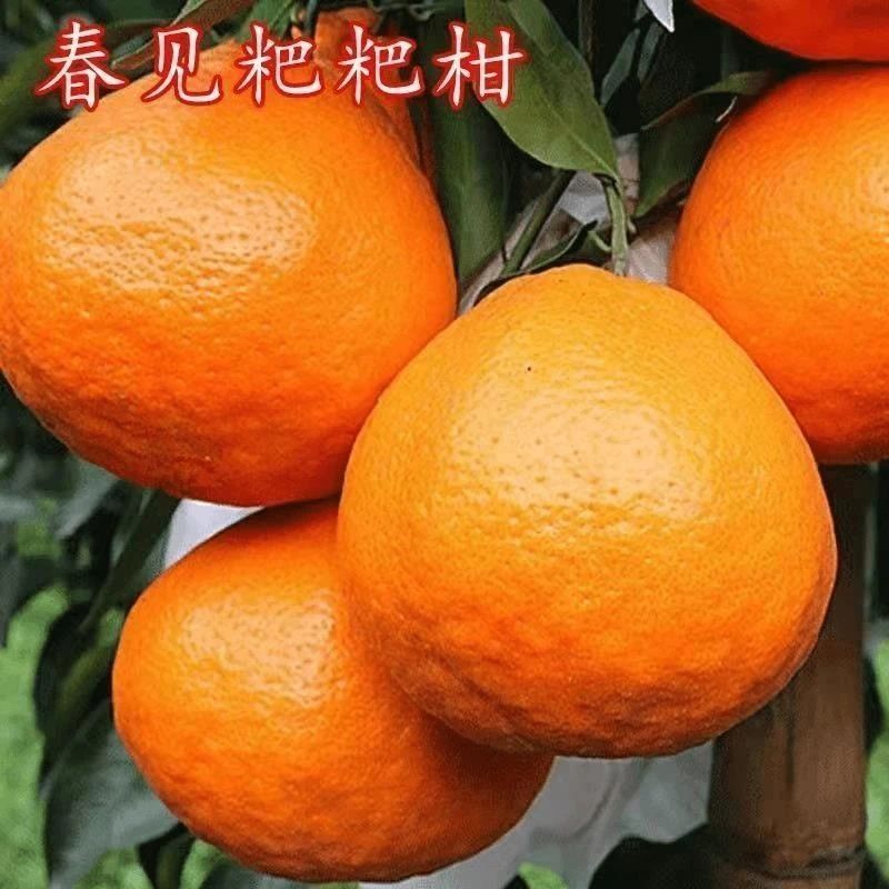 春见苗 耙耙柑树苗 春见树苗嫁接柑桔树苗春见粑粑柑橘苗当年结果