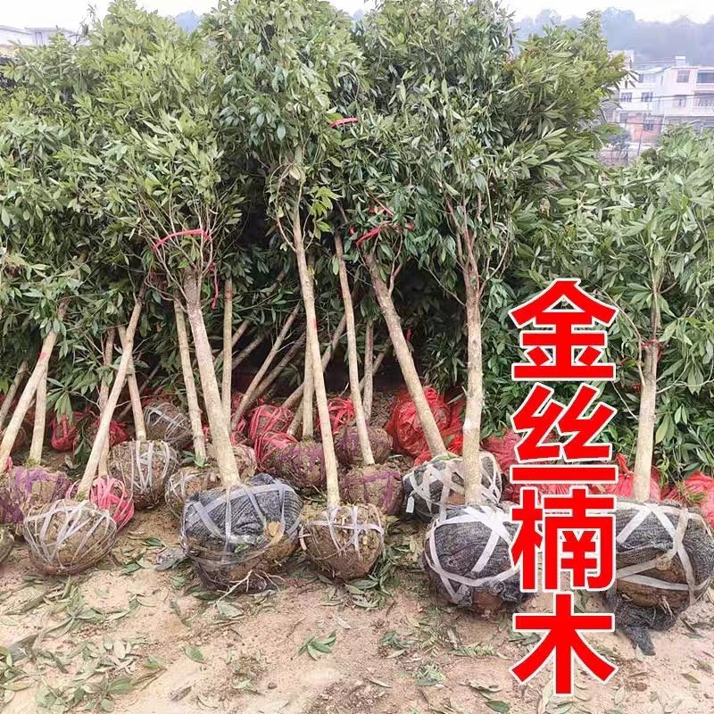 四川正宗金丝楠木树苗庭院户外风景树小叶桢楠树苗雨伞金丝楠大树