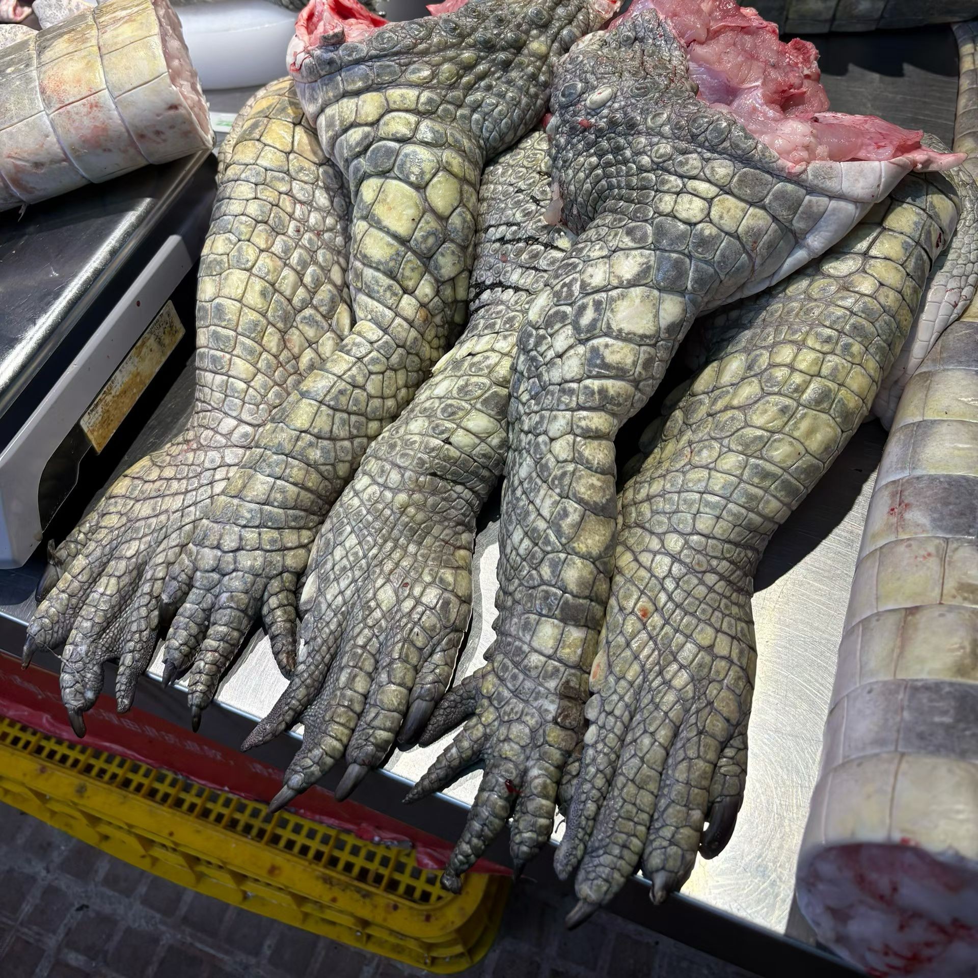 新鲜现杀人工养殖带皮鳄鱼掌可用于火锅烧烤生鲜