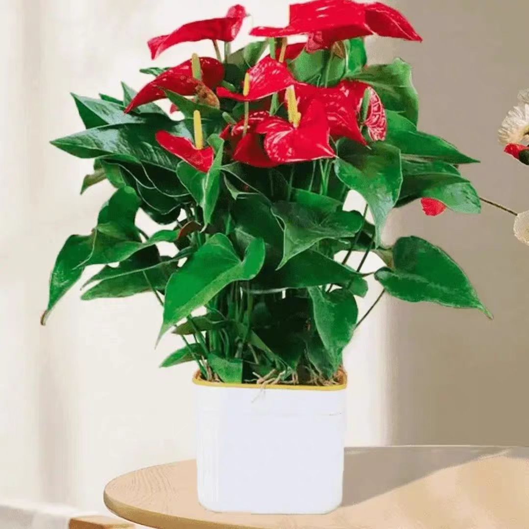 专属【AAA】大盆红掌4—6掌四季开花绿植花卉室内50—60cm
