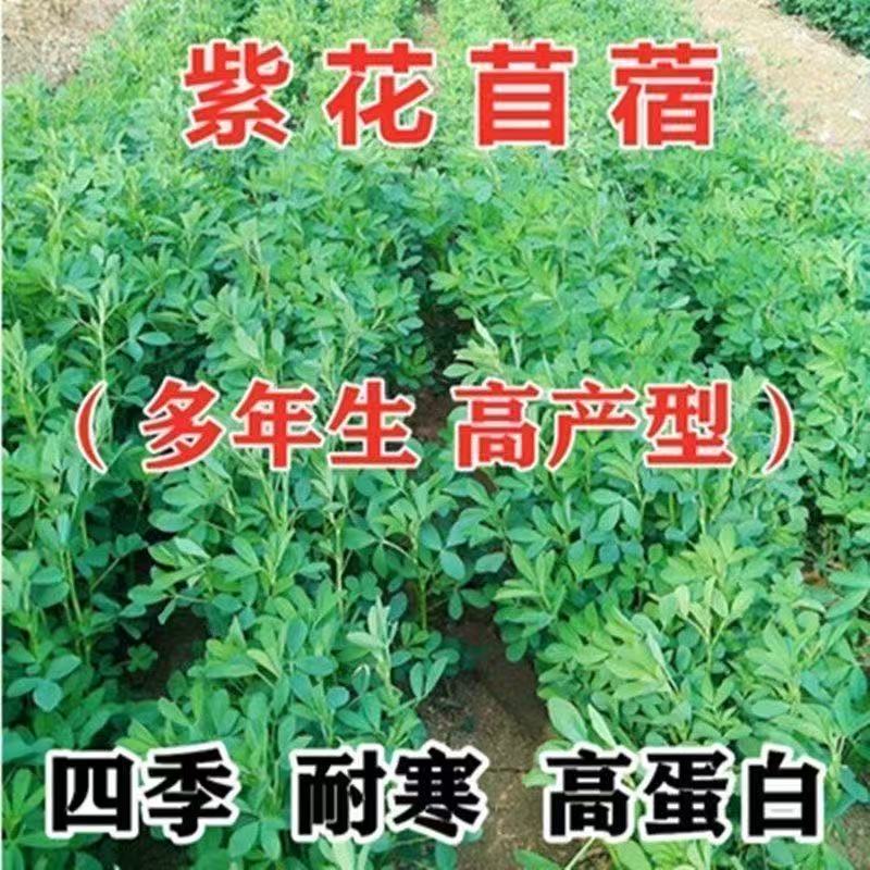 【紫花苜蓿种子】四季高产种子耐寒耐旱牧草牛羊马鸡鸭鹅兔草籽